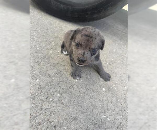 Medium Photo #1 American Pit Bull Terrier Puppy For Sale in Houston, TX, USA