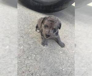 American Pit Bull Terrier Dogs for adoption in Houston, TX, USA