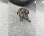 Small American Pit Bull Terrier