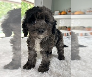 Cockapoo Puppy for sale in INDIANAPOLIS, IN, USA