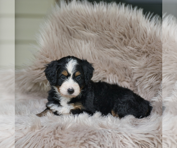 Medium Photo #9 Bernedoodle Puppy For Sale in FREDERICKSBURG, OH, USA