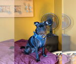 Small #6 Pug Mix