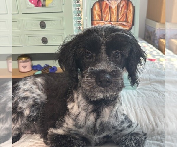 Medium Photo #1 Schnauzer (Miniature) Puppy For Sale in MORENO VALLEY, CA, USA