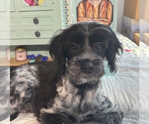 Schnauzer (Miniature) Puppy for sale in MORENO VALLEY, CA, USA