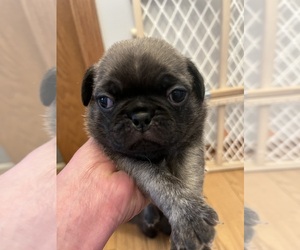 Pug Puppy for sale in WINDSOR HEIGHTS, IA, USA