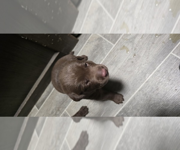 Medium Photo #2 Labrador Retriever Puppy For Sale in ZEPHYRHILLS, FL, USA