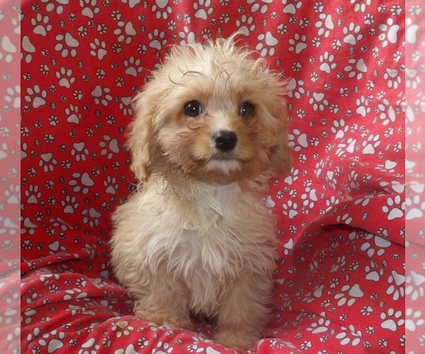 Medium Photo #1 Cavachon Puppy For Sale in PATERSON, NJ, USA