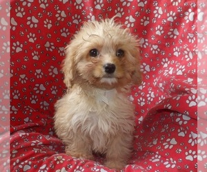 Cavachon Puppy for sale in PATERSON, NJ, USA