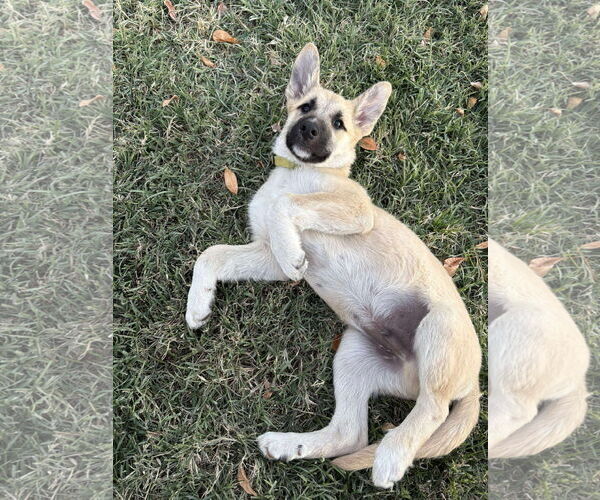 Medium Photo #3 Great Pyrenees Puppy For Sale in Bountiful, UT, USA
