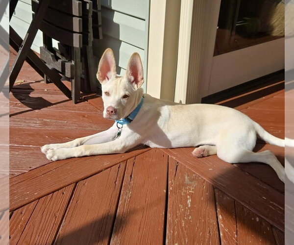 Medium Photo #9 Siberian Husky-Unknown Mix Puppy For Sale in Springdale, PA, USA