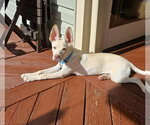 Small #8 Siberian Husky Mix