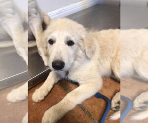 Golden Pyrenees Dogs for adoption in Bolivar, MO, USA