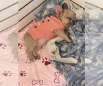 Small Photo #9 French Bulldog Puppy For Sale in GREENSBORO, NC, USA