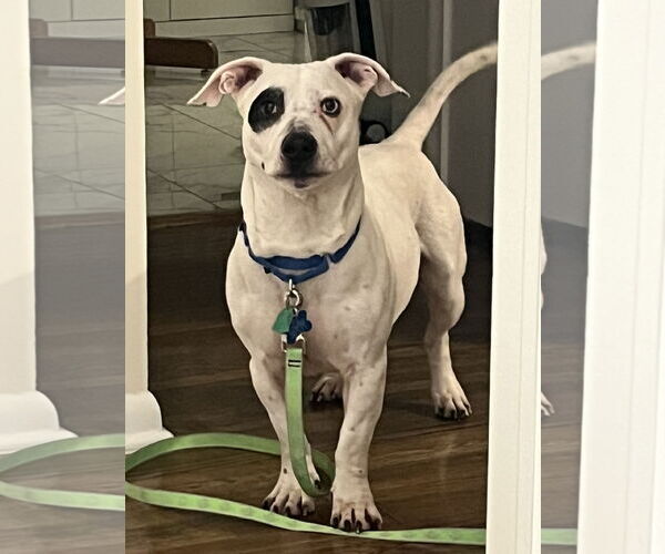 Medium Photo #5 Miniature English Bulldach Puppy For Sale in Minneapolis, MN, USA