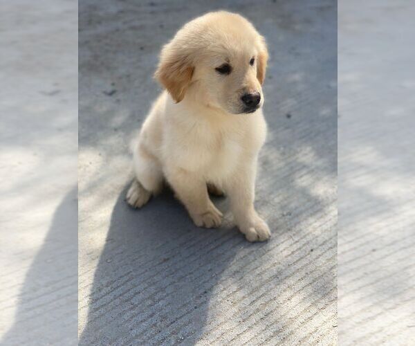 Medium Photo #2 Golden Retriever Puppy For Sale in LA MESA, CA, USA