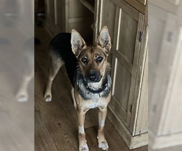 Medium Photo #3 Australian Kelpie-German Shepherd Dog Mix Puppy For Sale in Dana Point, CA, USA