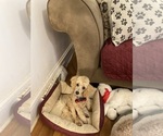 Small #2 Poodle (Toy)