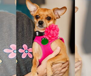 Chihuahua Dogs for adoption in St. Louis Park, MN, USA