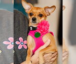 Small Chihuahua