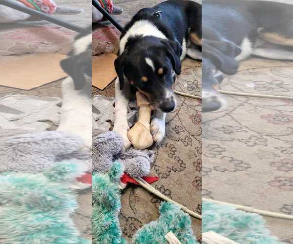 Medium Photo #14 Border Collie-Unknown Mix Puppy For Sale in Oakhurst, NJ, USA