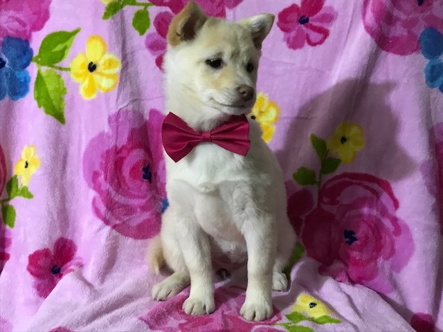 Medium Photo #7 Pom-Shi Puppy For Sale in HONEY BROOK, PA, USA
