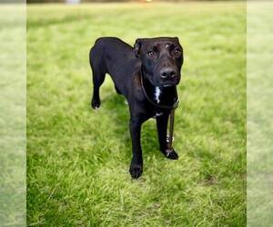 Labrador Retriever-Unknown Mix Dogs for adoption in Downey, CA, USA