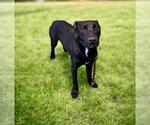 Small Labrador Retriever Mix