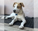 Small Retriever  Mix