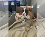 Puppy Peaty AKC boxer Boxer