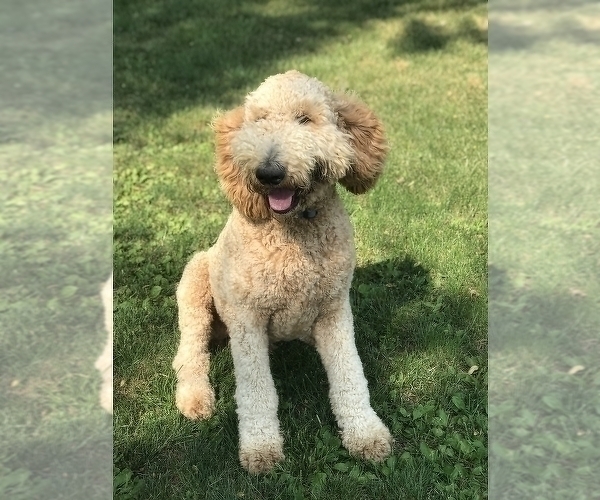 Medium Photo #1 Pyredoodle Puppy For Sale in ANSONIA, OH, USA