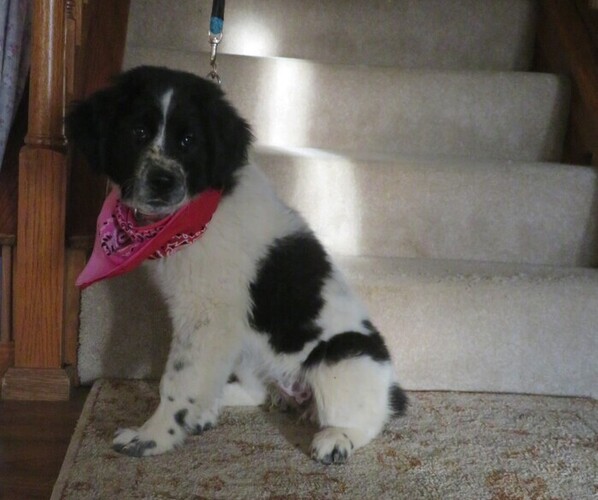 Medium Photo #4 Newfoundland Puppy For Sale in MECHANICSVILLE, MD, USA