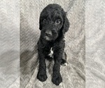 Puppy Fennel Goldendoodle