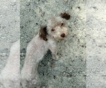 Small #6 Poodle (Miniature)