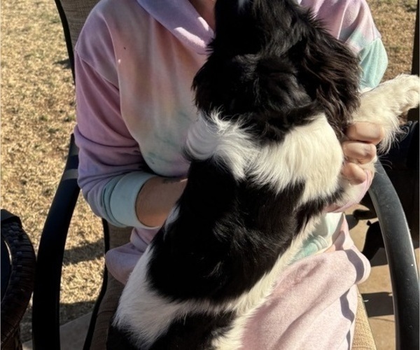 Medium Photo #12 Cavalier King Charles Spaniel Puppy For Sale in ABILENE, TX, USA