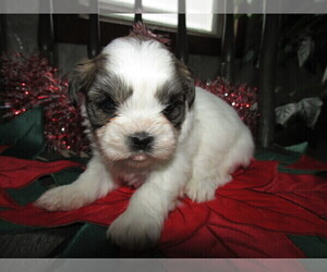 Shorkie Tzu Puppy for sale in FORT WAYNE, IN, USA