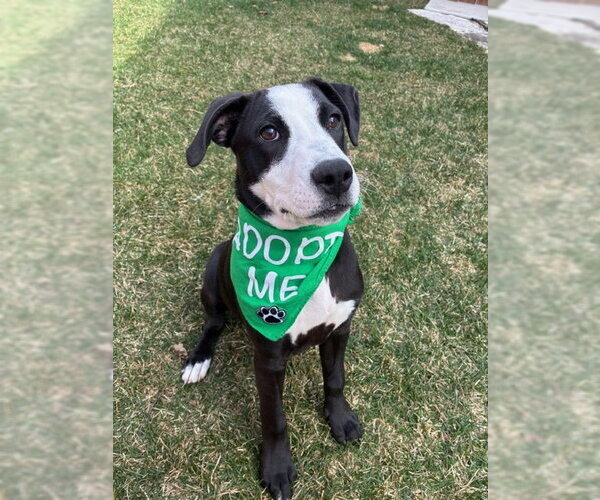 Medium Photo #10 Labrador Retriever-Unknown Mix Puppy For Sale in Plainfield, IL, USA