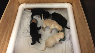 Labrador Retriever Puppy for sale in LUMBERTON, NC, USA