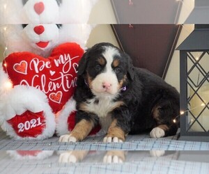 Bernese Mountain Dog Puppy for sale in FREDERICKSBG, OH, USA