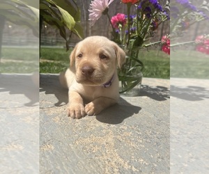 Labrador Retriever Puppy for sale in NEOLA, WV, USA
