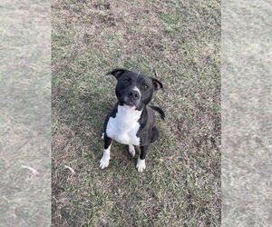 Cheerio - Male Bullboxer Pit Dog for Adoption - Photo #2