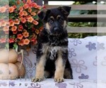 Commander - Male German Shepherd Dog Puppy for Sale - Photo #3