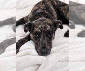 Stella - Female Catahoula Leopard Dog-Unknown Mix Dog for Adoption - Photo #11