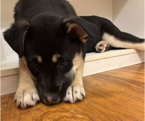 Six - Female Shepradors Dog for Adoption - Photo #7