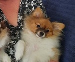 Small Photo #9 Pomeranian Puppy For Sale in HAWLEY, PA, USA