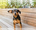 Small Photo #2 Chipin Puppy For Sale in Sandy, UT, USA