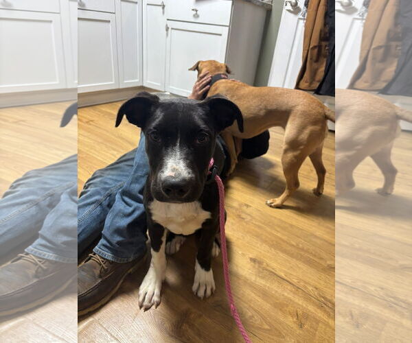 Medium Photo #12 Great Dane-Unknown Mix Puppy For Sale in Germantown, OH, USA