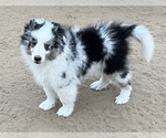 Small #21 Shetland Sheepdog