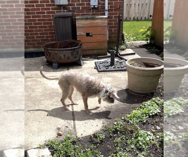 Medium Photo #4 Mutt Puppy For Sale in Germantown, OH, USA