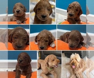 Goldendoodle Litter for sale in PARKLAND, FL, USA
