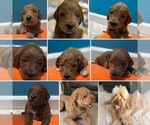 Image preview for Ad Listing. Nickname: Litter of 7
